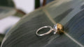 TOUPIE Ring - Cyrcus